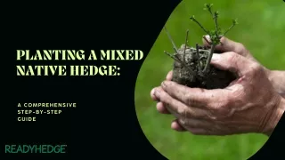 planting a mixed native hedge