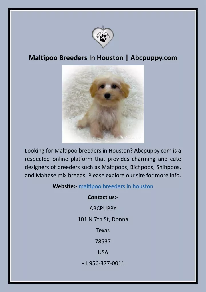 maltipoo breeders in houston abcpuppy com