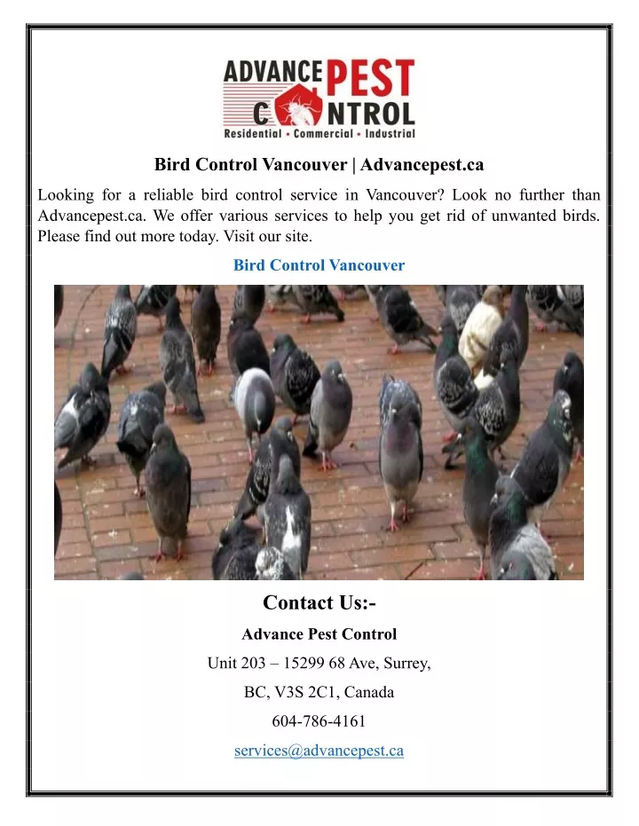 bird control vancouver advancepest ca