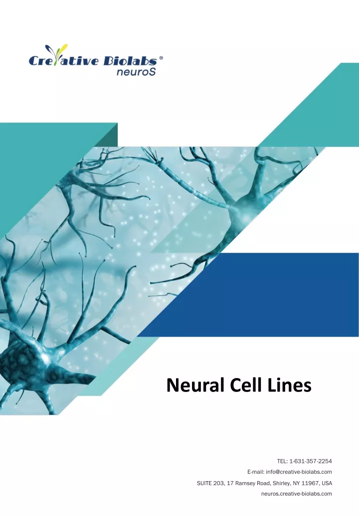 neural cell lines