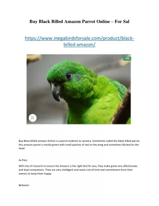Buy Black Billed Amazon Parrot Online