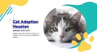 Cat Adoption Houston