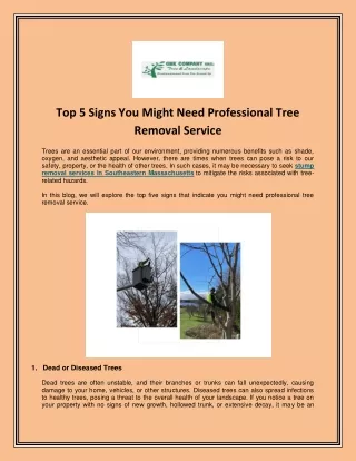 Choose The Best Professional Tree Removal Services