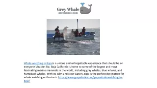 whale watching in baja is a unique