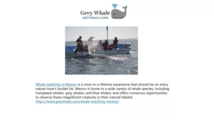 whale watching in mexico is a once in a lifetime