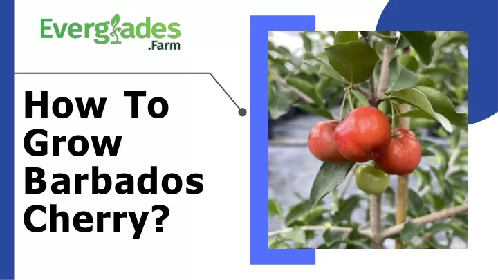 how to grow b a r b a d o s cherry