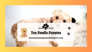 Reasons to Love the New Toy Poodle Puppies