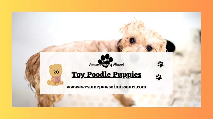toy poodle puppies wwwawesomepawsofmissouri com
