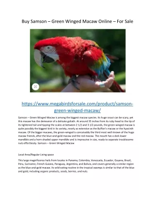 Samson – Green Winged Macaw
