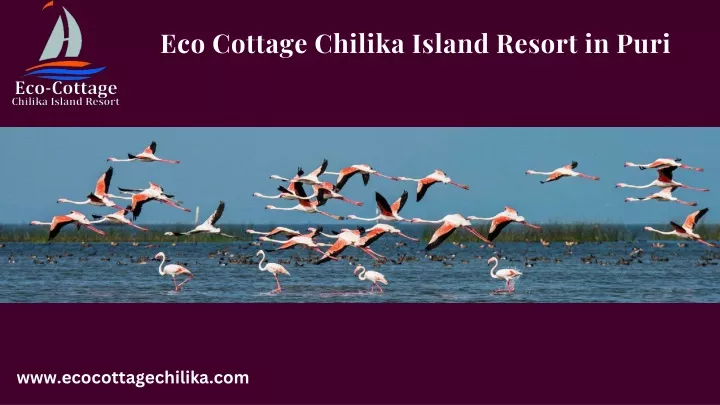 eco cottage chilika island resort in puri