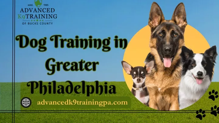 dog training in greater philadelphia philadelphia