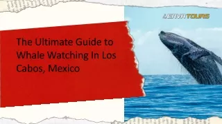 The Ultimate Guide to Whale Watching In Los Cabos, Mexico