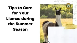 Tips to Care for Your Llamas during the Summer Season