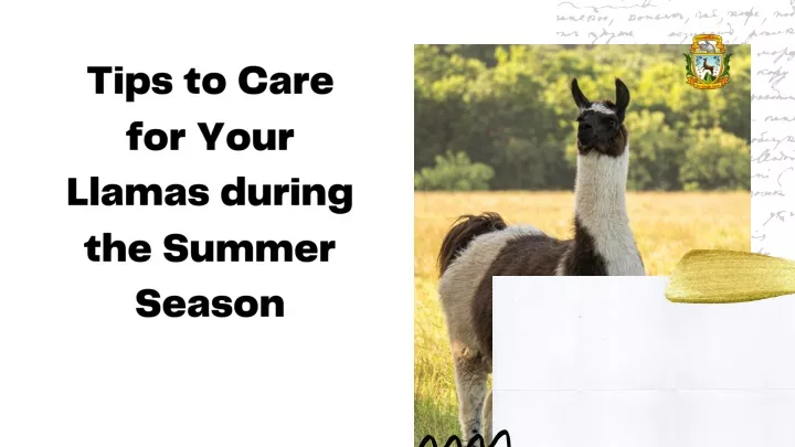 tips to care for your llamas during the summer