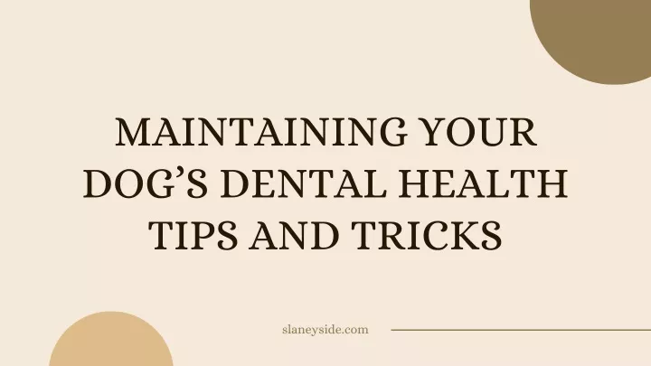 maintaining your dog s dental health tips