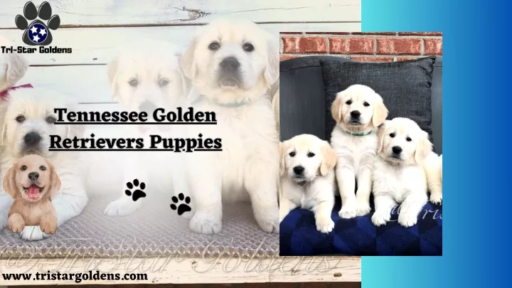tennessee golden retrievers puppies