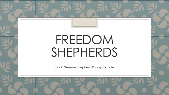 freedom shepherds