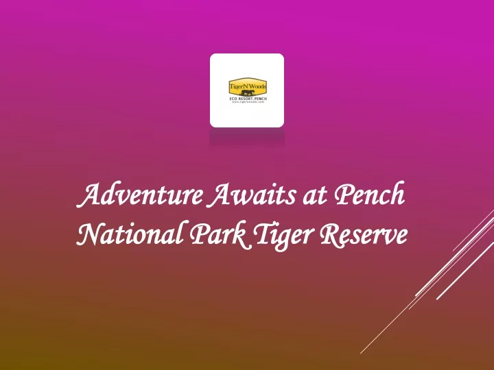 adventure awaits at pench national park tiger