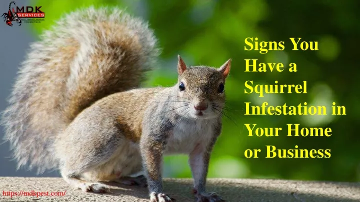 signs you have a squirrel infestation in your