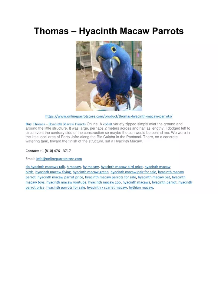 thomas hyacinth macaw parrots