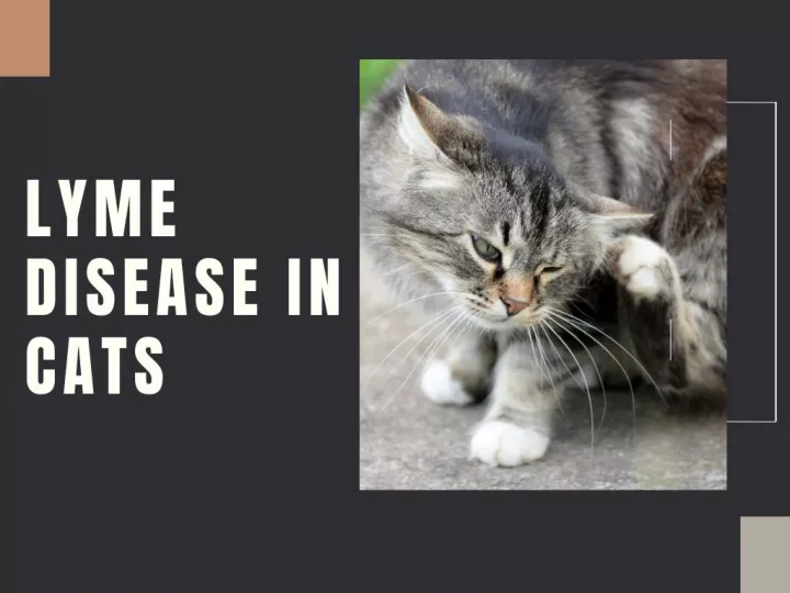 PPT - Lyme Disease in Cats PowerPoint Presentation, free download - ID ...