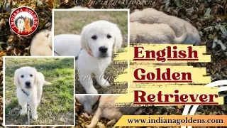 Attentive and Intelligent English Golden Retriever puppies - Indiana Goldens