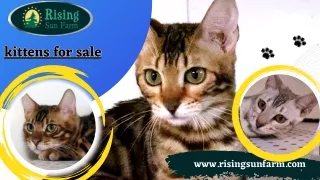 The Perfect Pet - Kittens for Sale!