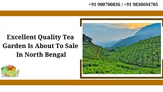 Excellent Quality Tea Garden Is About To Sale In North Bengal