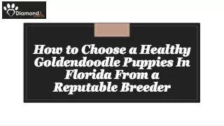 How to Choose a Healthy Goldendoodle Puppies In Florida From a Reputable Breeder