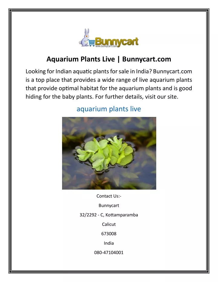 aquarium plants live bunnycart com