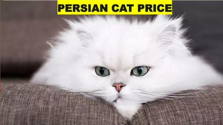 persian cat price