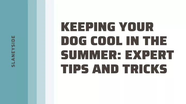 keeping your dog cool in the summer expert tips