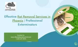 Effective Rat Removal Services in Phoenix  Professional Exterminators