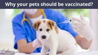 Why your pets should be vaccinated