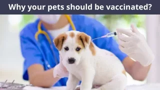 why your pets should be vaccinated