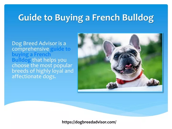 guide to buying a french bulldog