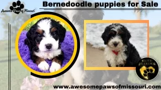 Bernedoodle Puppies for Sale! - The Perfect Companion