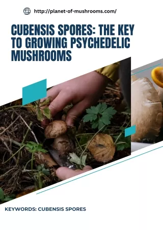 Cubensis Spores The Key to Growing Psychedelic Mushrooms