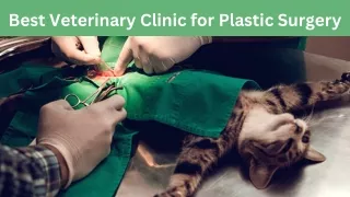 The Best Veterinary Clinic for Plastic surgery