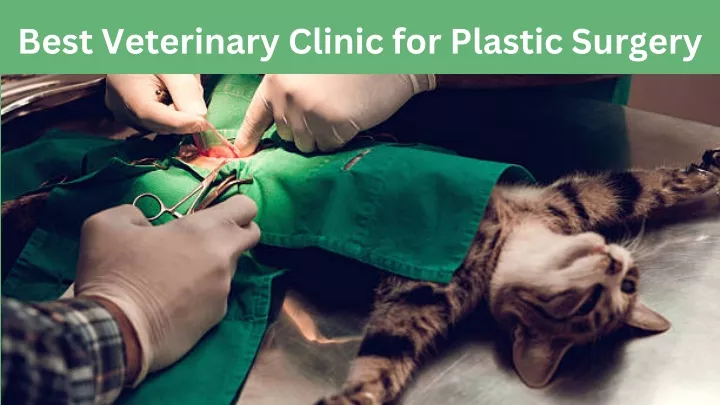 best veterinary clinic for plastic surgery