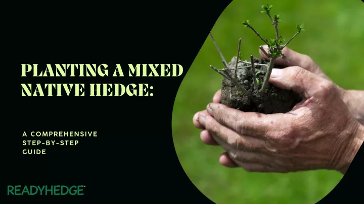planting a mixed native hedge