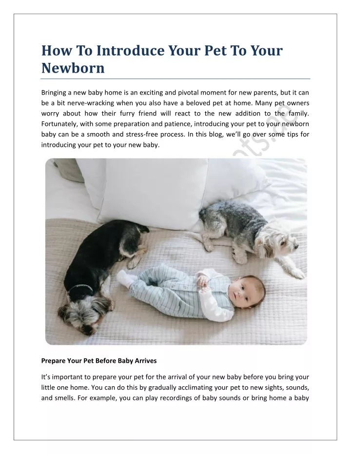 how to introduce your pet to your newborn