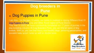 Labrador Puppies in Pune