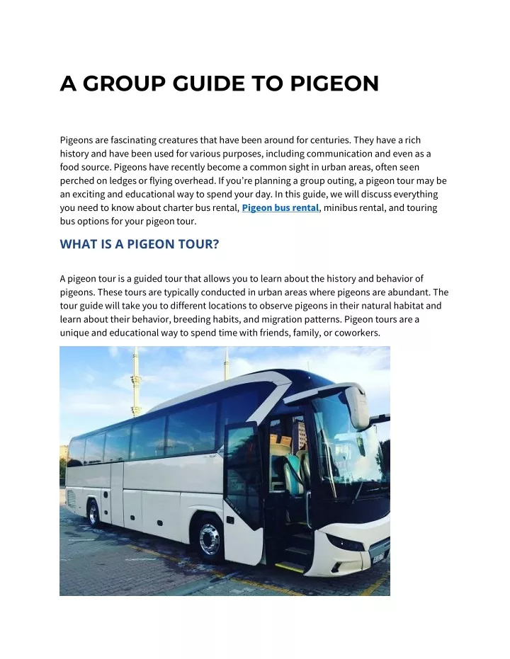 a group guide to pigeon