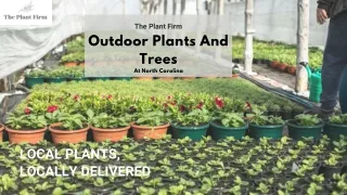 Outdoor Plants And Trees - The Plant Firm
