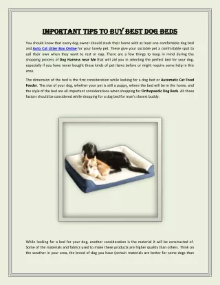 Important Tips to Buy Best Dog Beds