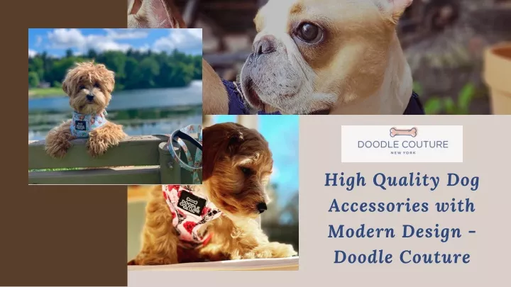 high quality dog accessories with modern design